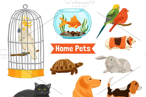 Big and small home pets set