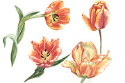 Tulips red flower PNG watercolor set