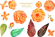 Watercolor Orange Begonia