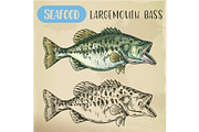Hand drawn largemouth bass or gamefish