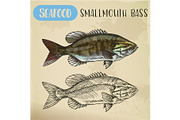 Sketch of smallmouth or brown, bronze bass