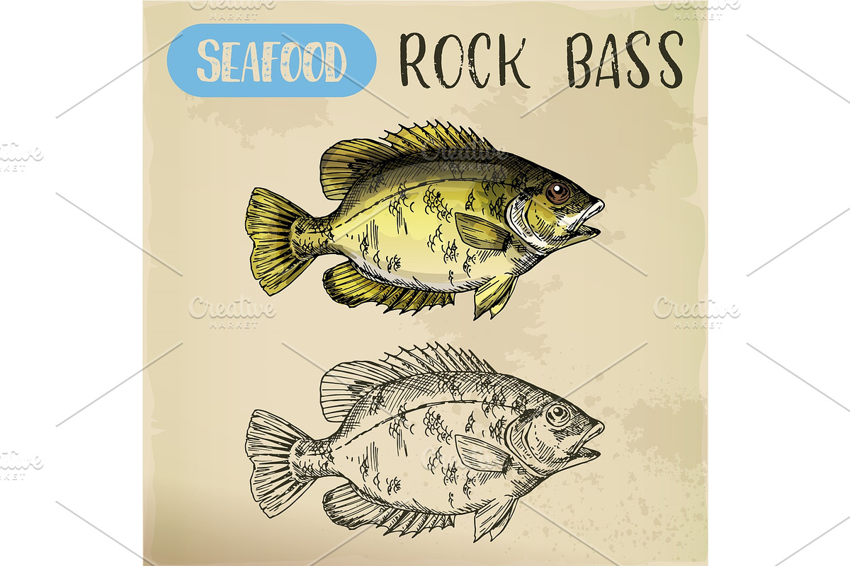 Rock bass or goggle-eye perch sketch in Illustrations - product preview 8