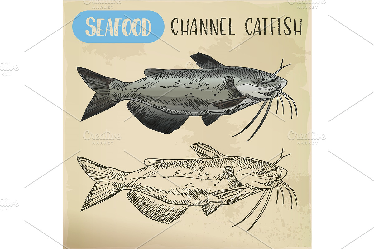 Channel catfish sketch. Seafood and fish in Illustrations - product preview 8
