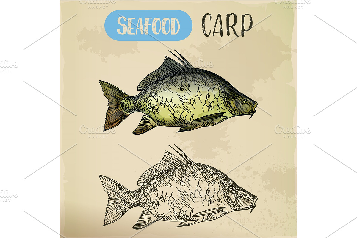 Sketch of common carp. River fish in Illustrations - product preview 8