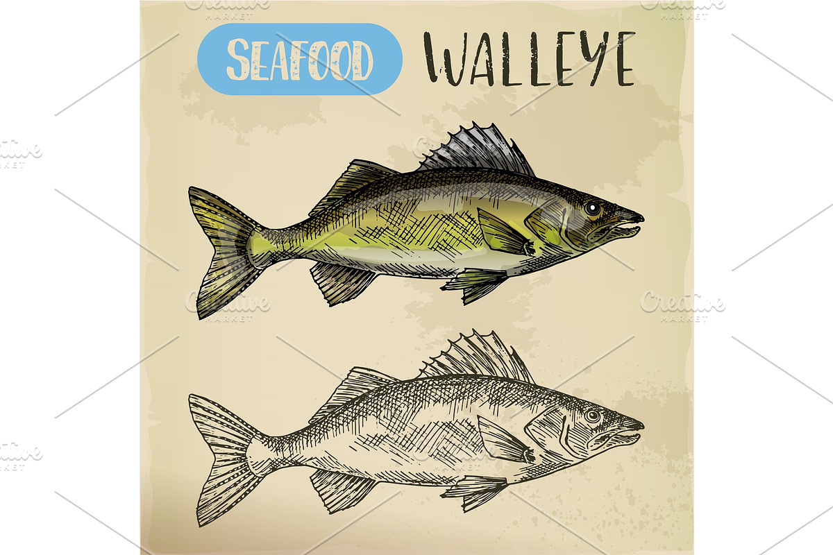 Sketch of walleye or perciform fish, pickerel in Illustrations - product preview 8