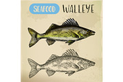 Sketch of walleye or perciform fish, pickerel