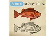 Norway redfish sketch for shop signboard
