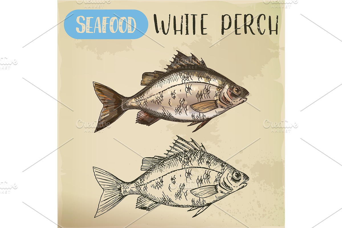Sketch of perch or european perca. Fish seafood in Illustrations - product preview 8