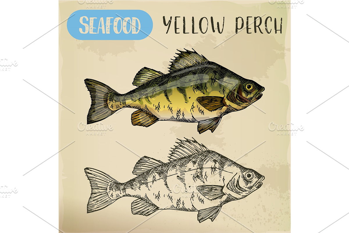 European yellow perch sketch. Fish, seafood in Illustrations - product preview 8