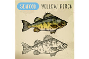 European yellow perch sketch. Fish, seafood
