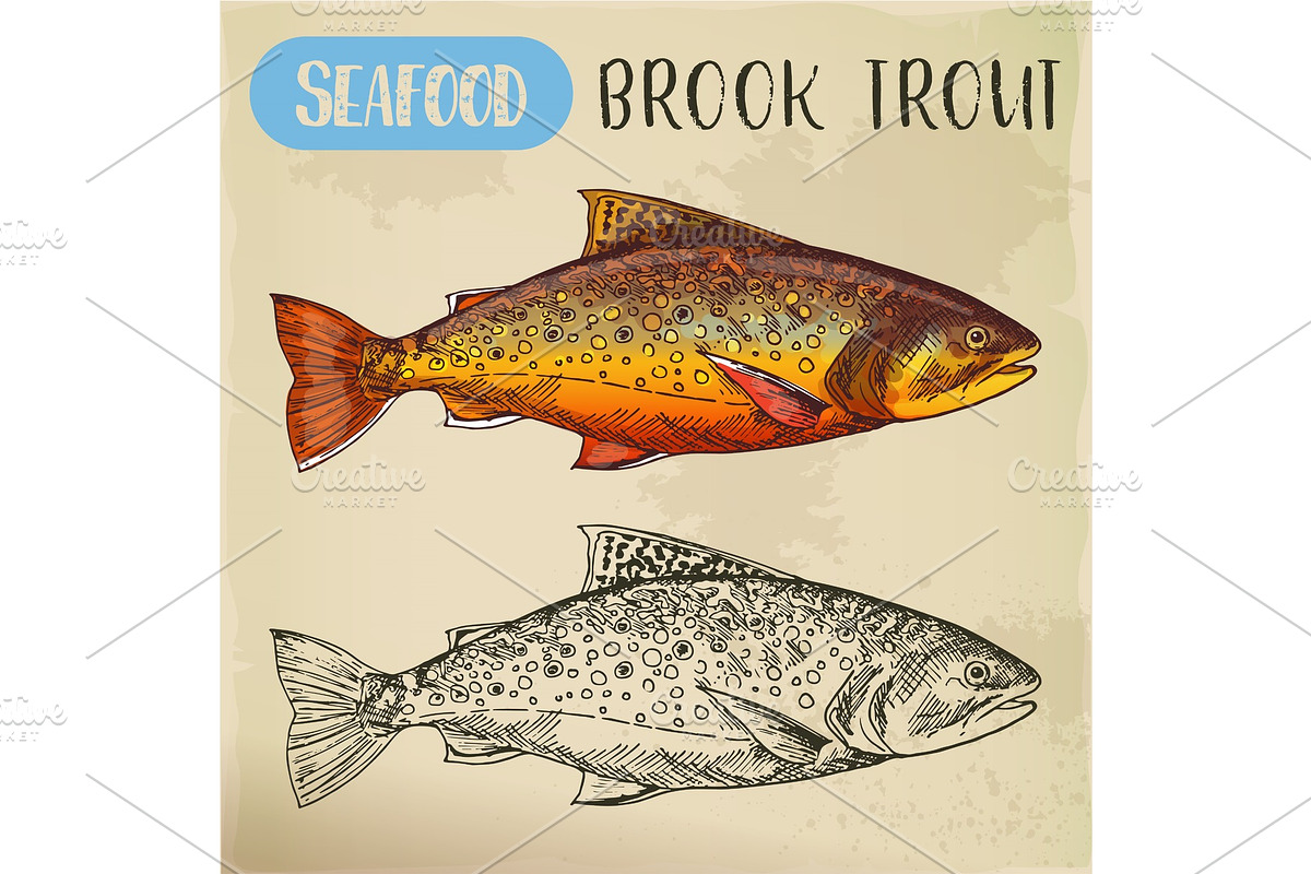 Sketch of brook trout or squaretail. Seafood, fish in Illustrations - product preview 8