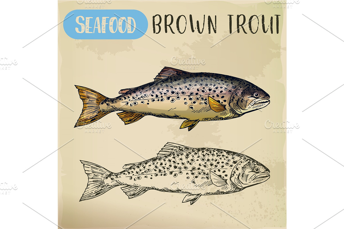 Brown or finnock trout sketch. Fish and seafood in Illustrations - product preview 8