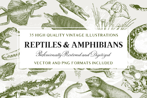 35 Reptile & Amphibian Illustrations