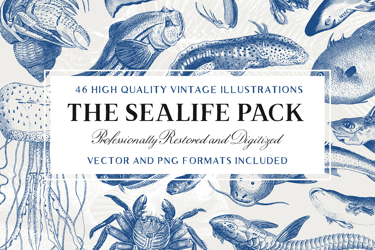 46 Vintage Sealife Illustrations in Illustrations - product preview 8