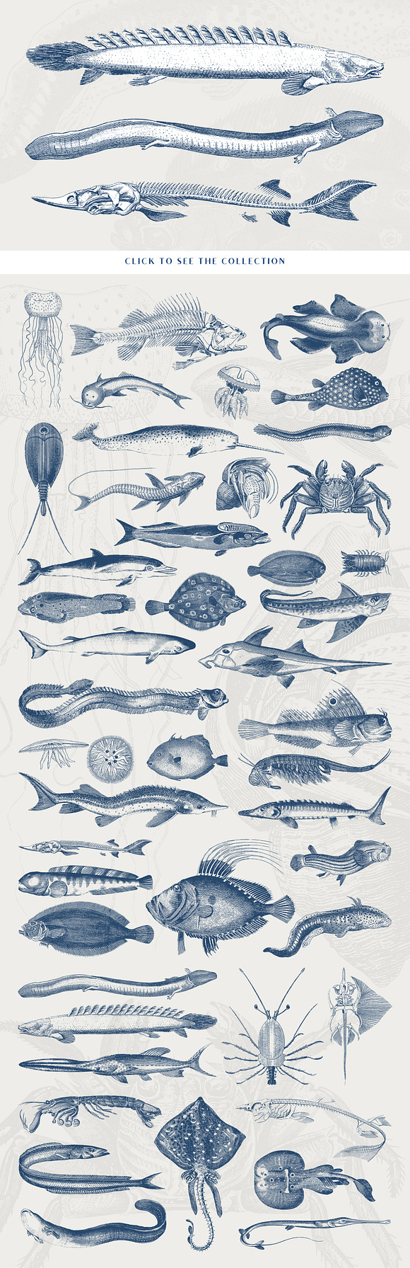 46 Vintage Sealife Illustrations in Illustrations - product preview 1