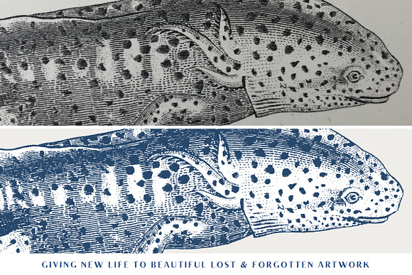 46 Vintage Sealife Illustrations in Illustrations - product preview 3