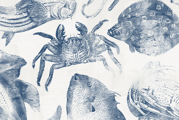 46 Vintage Sealife Illustrations in Illustrations - product preview 4