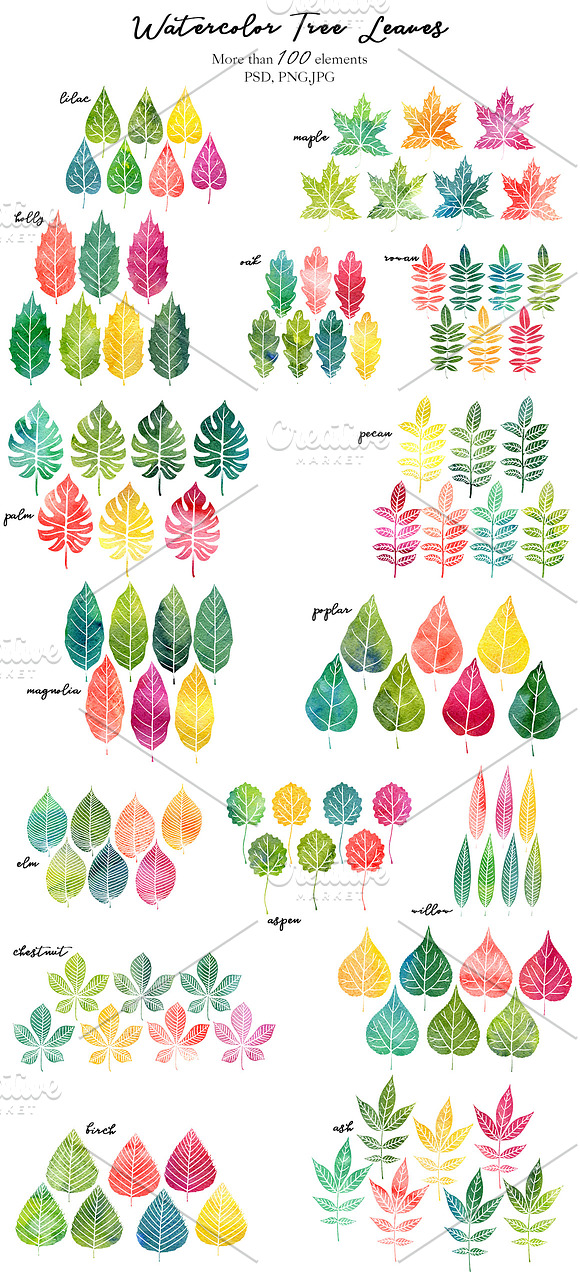 Watercolor Tree Leaves in Objects - product preview 1