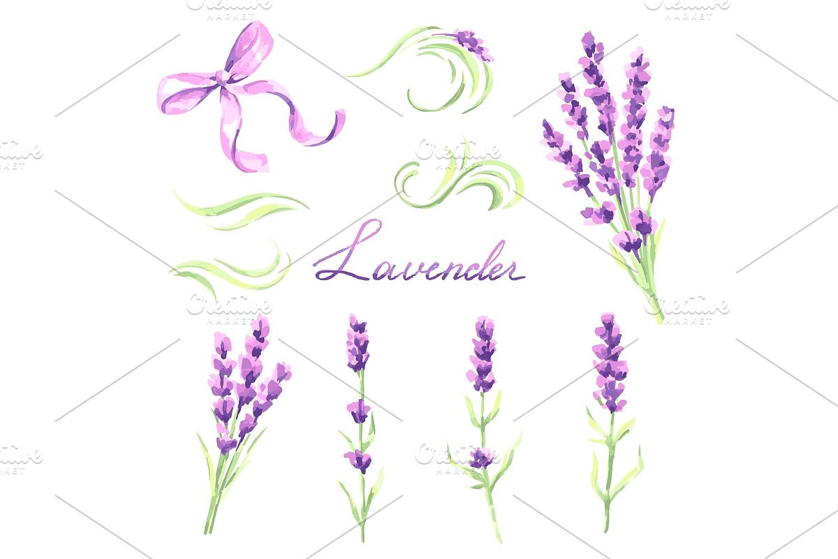 Lavender flowers and bunches set. Watercolor natural illustration of Provence herbs in Objects - product preview 8