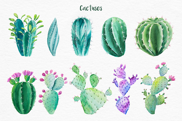 Cactus. Watercolor illustrations. in Illustrations - product preview 1