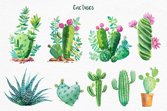 Cactus. Watercolor illustrations. in Illustrations - product preview 2