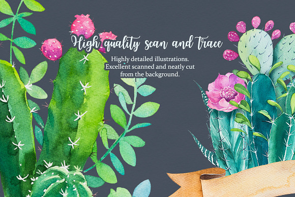 Cactus. Watercolor illustrations. in Illustrations - product preview 10