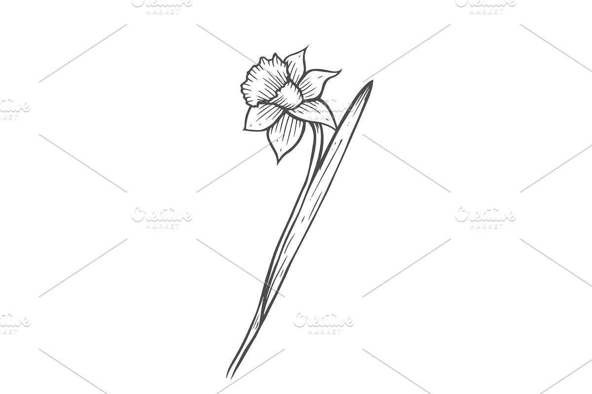 Hand drawn narcissus flower in Illustrations - product preview 8