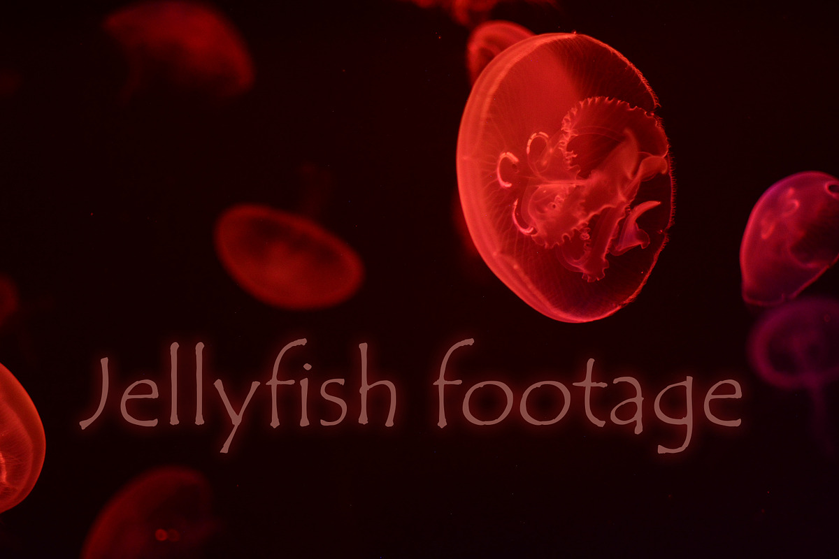 Jellyfishes footage in Graphics - product preview 8