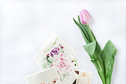 Styled Stock Photo Tulip photos