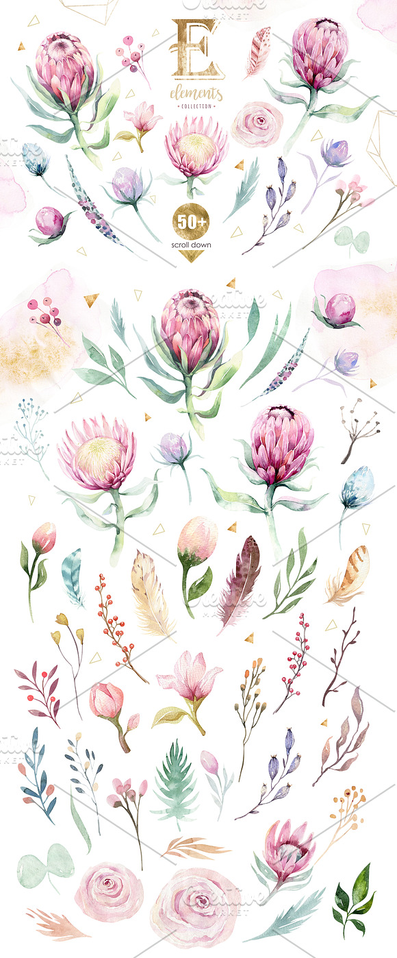 Dreams collection. Gold protea in Illustrations - product preview 1