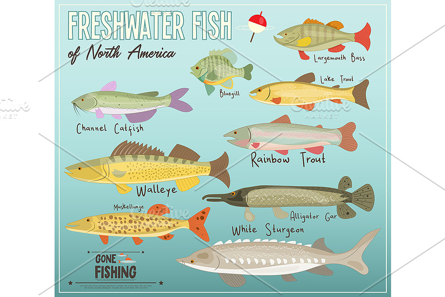 Freshwater Fish of North America in Objects - product preview 8