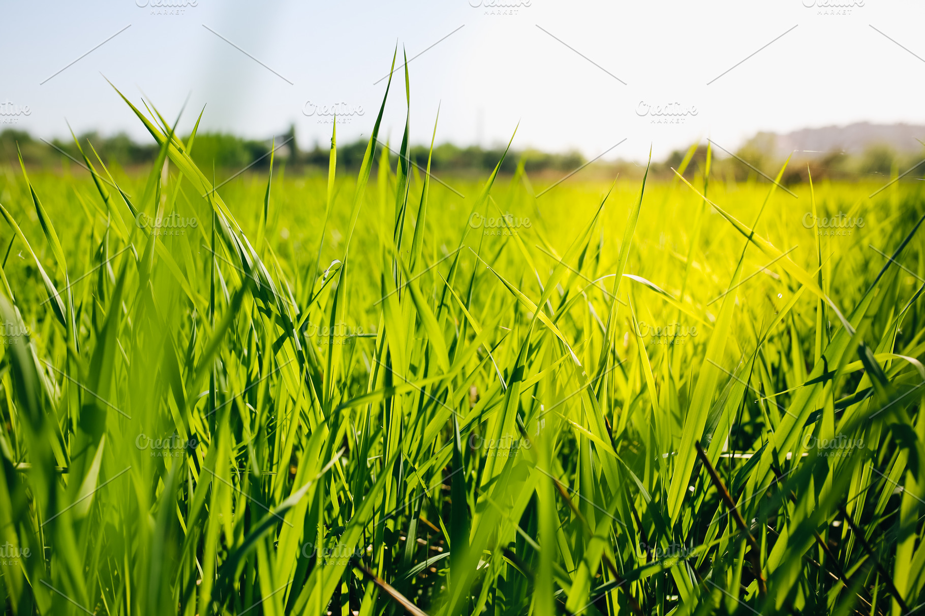 Tall green grass in summer field | High-Quality Nature Stock Photos