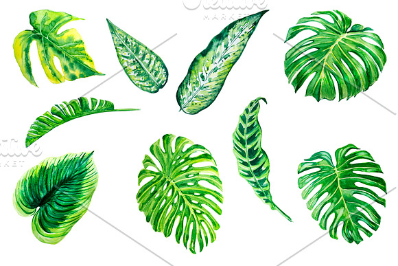 Tropical leaves watercolor in Illustrations - product preview 1