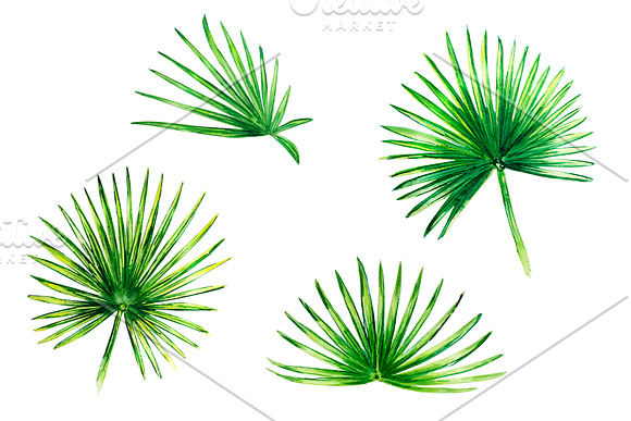 Tropical leaves watercolor in Illustrations - product preview 3