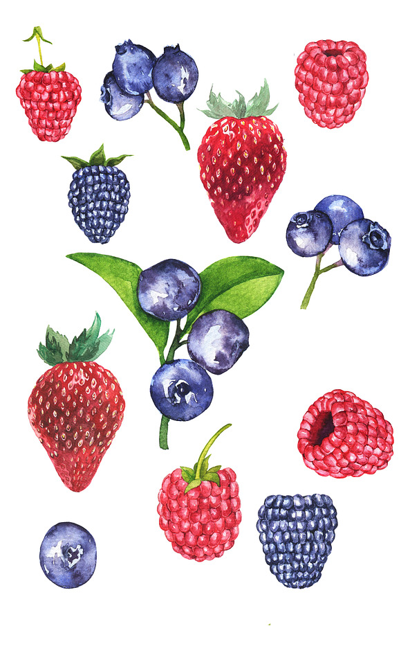 Watercolor berries and branches. in Illustrations - product preview 1