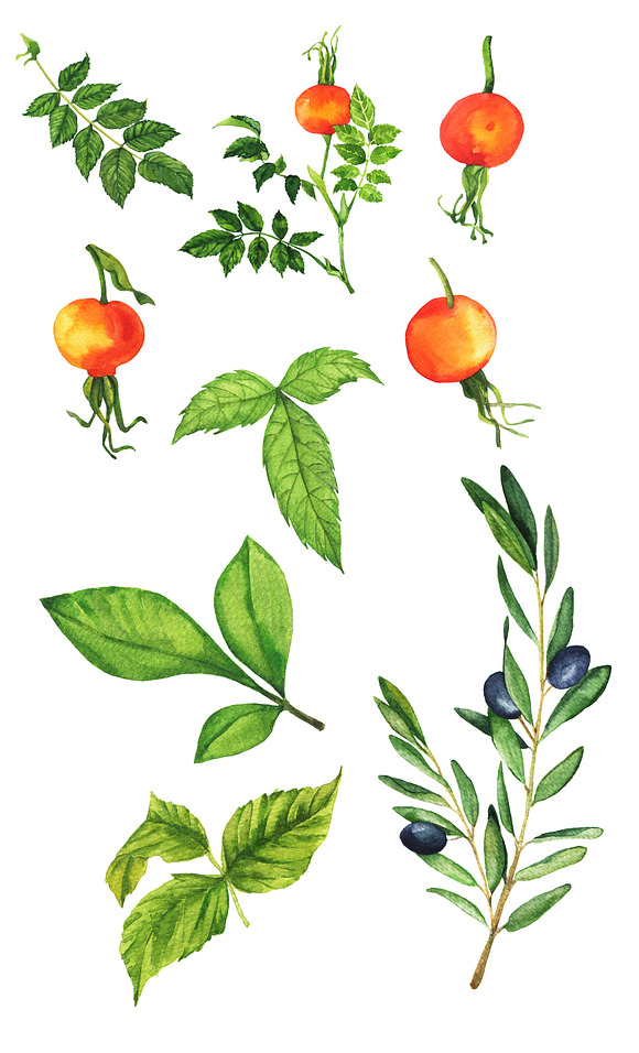 Watercolor berries and branches. in Illustrations - product preview 2