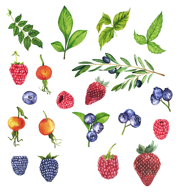 Watercolor berries and branches. in Illustrations - product preview 3