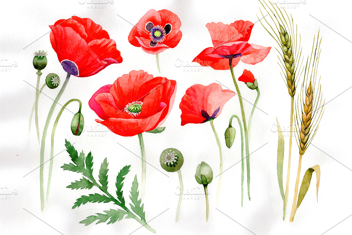 Watercolor cool red poppy PNG set in Illustrations - product preview 8