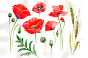 Watercolor cool red poppy PNG set