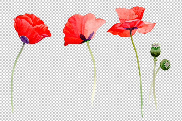 Watercolor cool red poppy PNG set in Illustrations - product preview 1