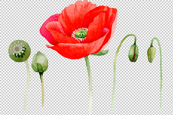 Watercolor cool red poppy PNG set in Illustrations - product preview 3