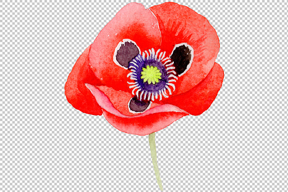 Watercolor cool red poppy PNG set in Illustrations - product preview 4