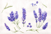 Watercolor beautiful lavender PNG 