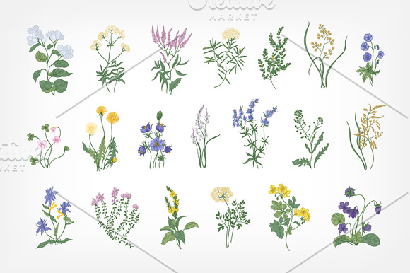 Blooming wild flowers in Illustrations - product preview 1