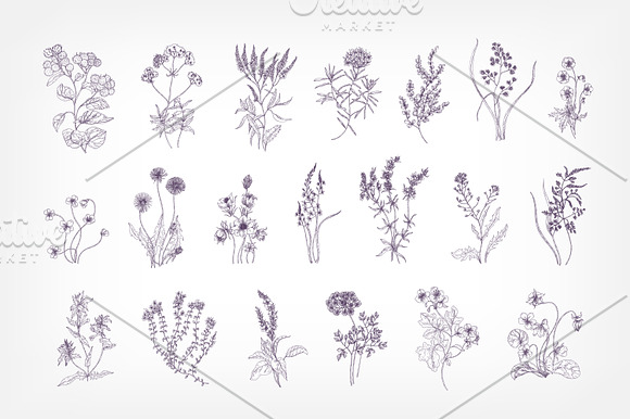 Blooming wild flowers in Illustrations - product preview 3