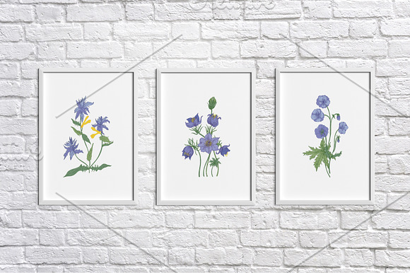 Blooming wild flowers in Illustrations - product preview 5