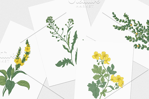 Blooming wild flowers in Illustrations - product preview 10