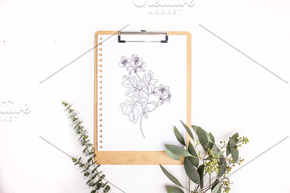 Blooming wild flowers in Illustrations - product preview 11