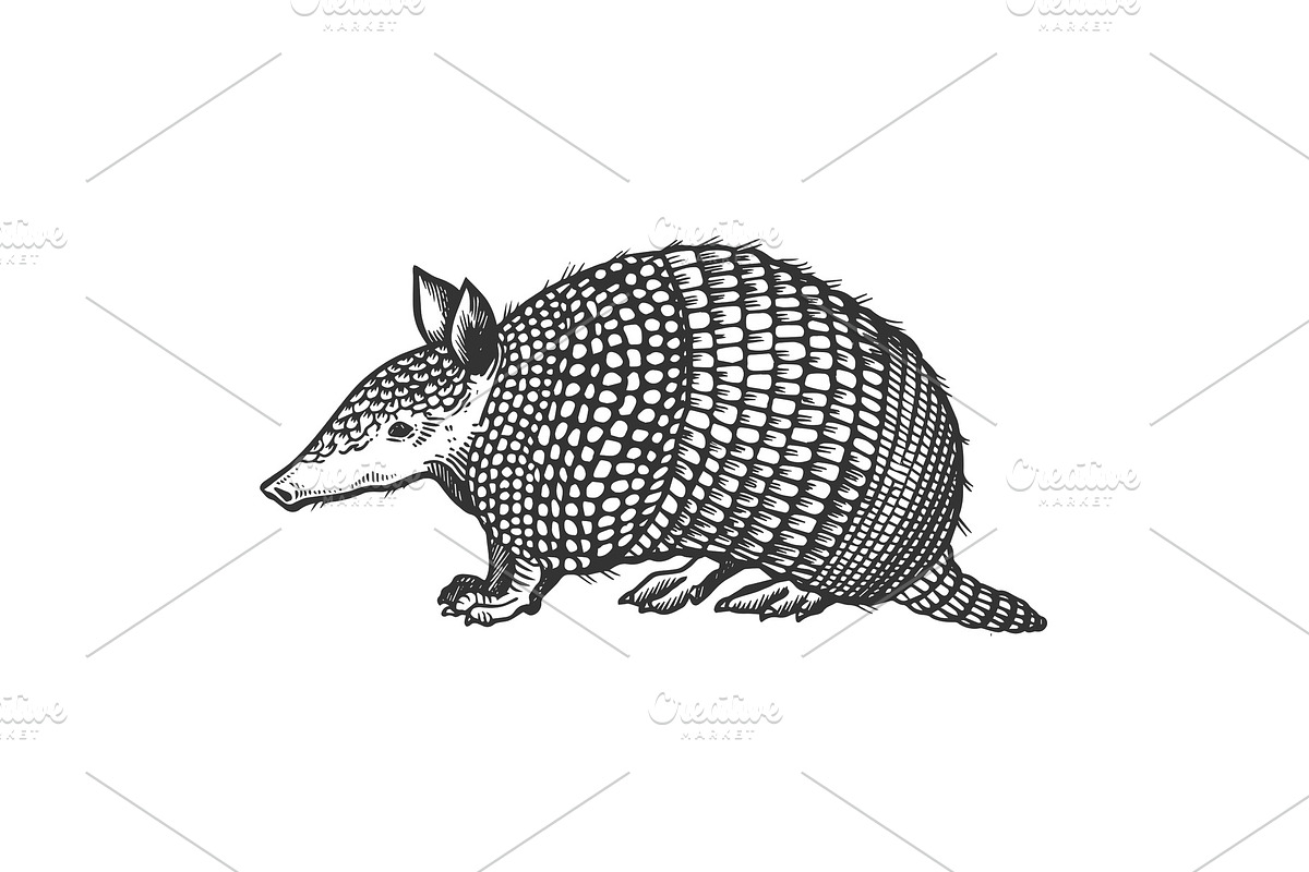 Cingulata wild animal engraving vector in Illustrations - product preview 8