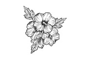 Hibiscus flower engraving vector illustration